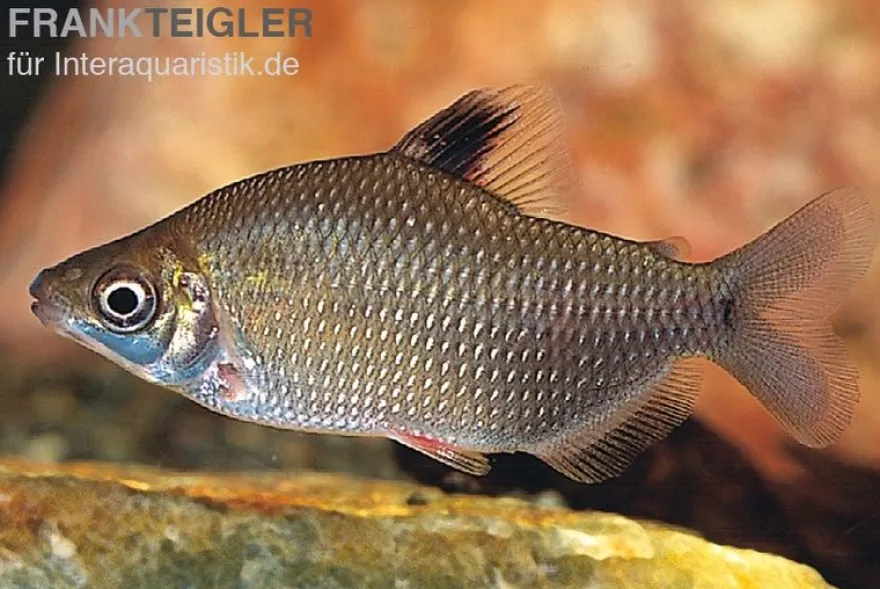 Rotflossen-Distichodus, Distichodus affinis