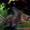 Rotflossen-Fiederbartwels, Synodontis clarias