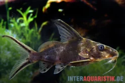 Rotflossen-Fiederbartwels, Synodontis clarias