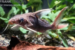 Rotflossen-Fiederbartwels, Synodontis clarias