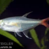 Rotflossen-Glassalmler, Prionobrama filigera