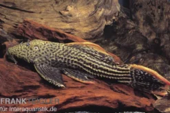 Rotflossen-Kaktuswels, L25, Pseudacanthicus cf serratus NATURFARBEN, 30-33 cm