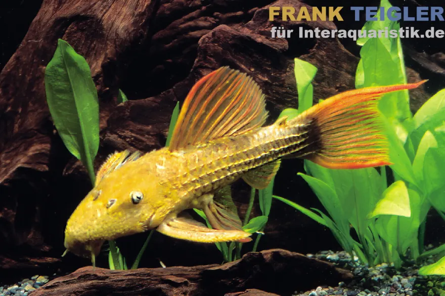 Rotflossen-Kaktuswels, L24, Pseudacanthicus cf serratus, 8-10 cm
