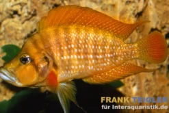Rotflossen-Nanderbarsch, Altolamprologus compressiceps "Red Fin", 3-4 cm