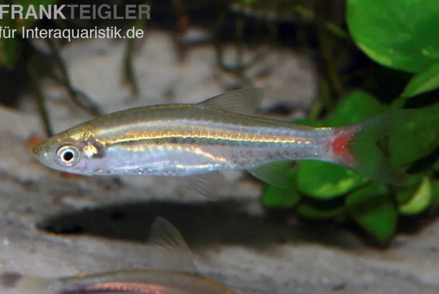 Rotflossenrasbora, Rasbora borapetensis