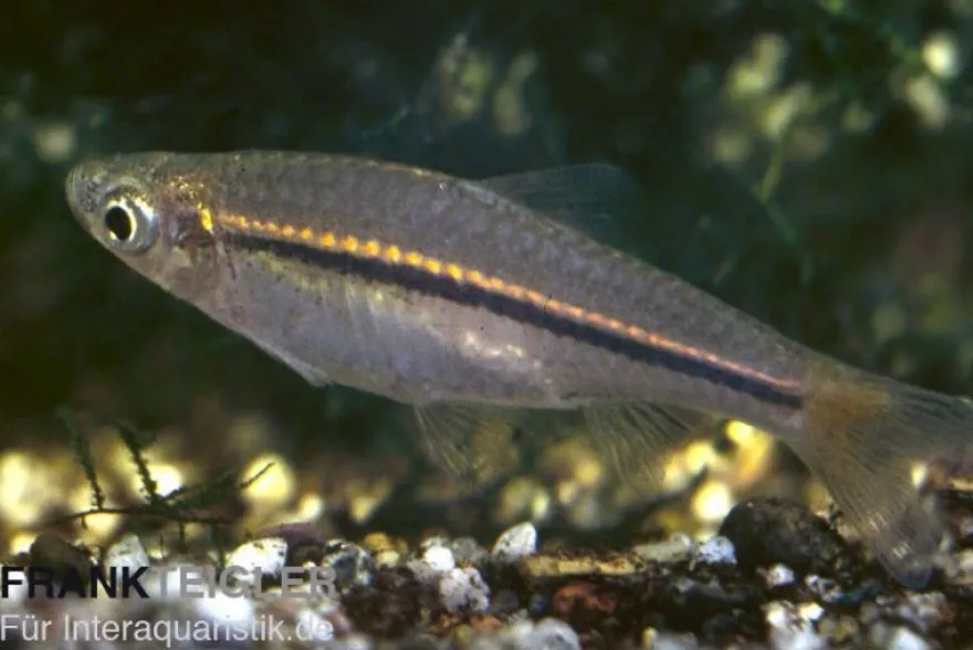 Rotflossenrasbora, Rasbora borapetensis