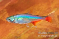 Rotflossensalmler, Aphyocharax anisitsi