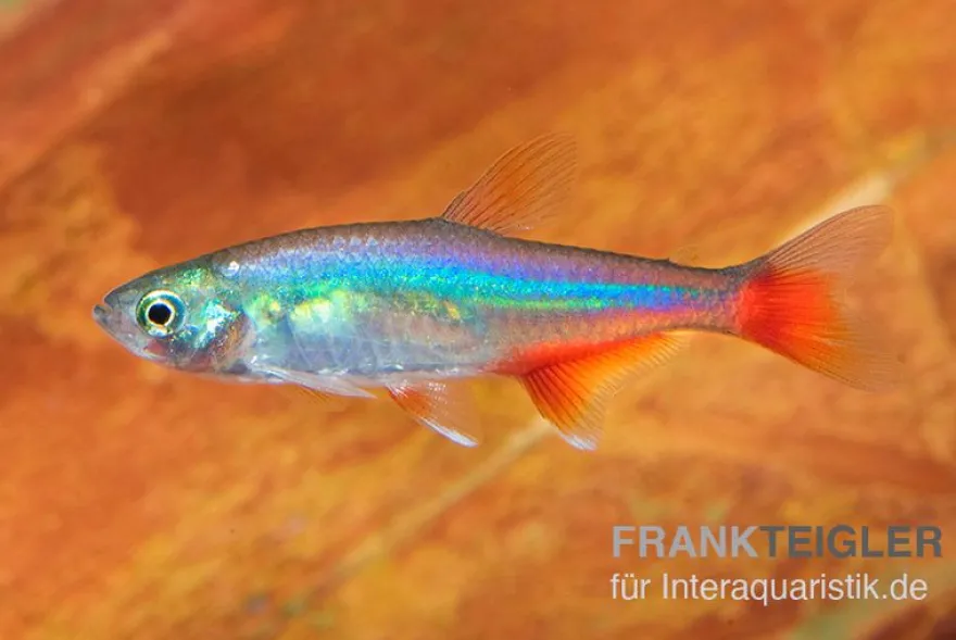Rotflossensalmler, Aphyocharax anisitsi