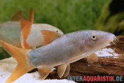 Rotflossenschmerle, Botia lecontai/modesta (Yasuhikotakia lecontei)