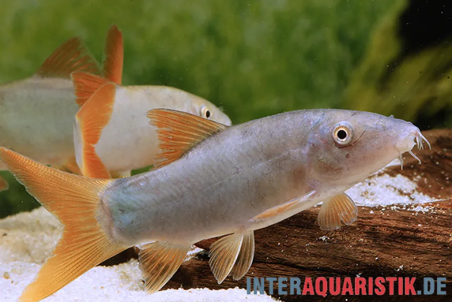 Rotflossenschmerle, Botia lecontai/modesta (Yasuhikotakia lecontei)