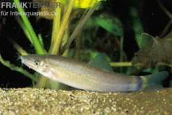 Rotflossenschmerle, Botia lecontai/modesta (Yasuhikotakia lecontei)
