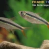 Rotflossenschrägschwimmer, Thayeria sp. Red Tail Teles Pires