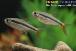 Rotflossenschrägschwimmer, Thayeria sp. Red Tail Teles Pires