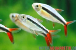 Rotflossenschrägschwimmer, Thayeria sp. Red Tail Teles Pires