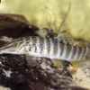 Rotflossen-Tigerschmerle, Syncrossus berdmorei
