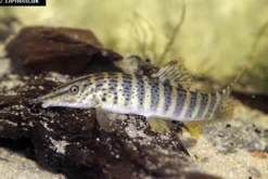 Rotflossen-Tigerschmerle, Syncrossus berdmorei