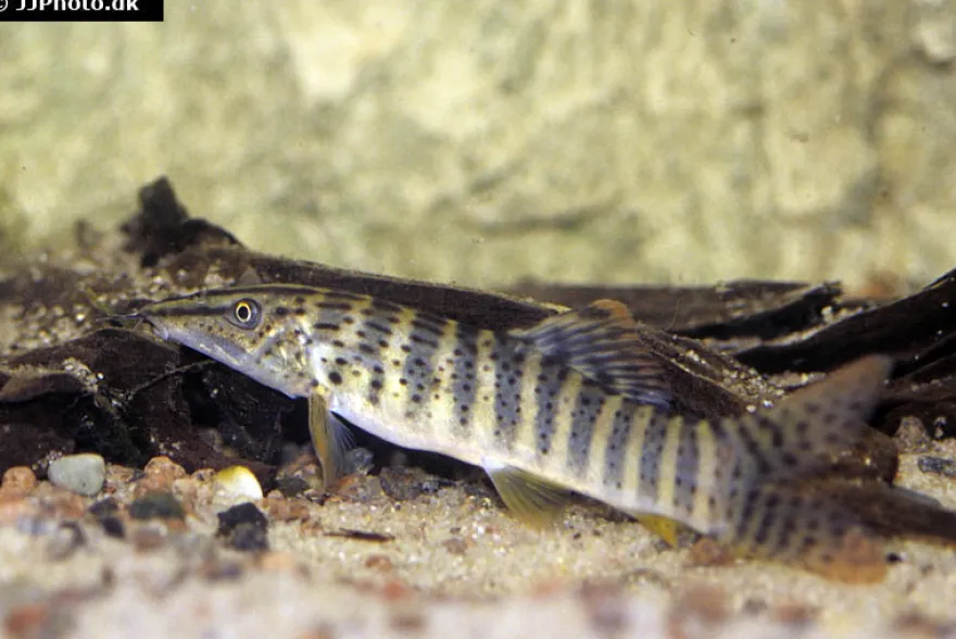 Rotflossen-Tigerschmerle, Syncrossus berdmorei