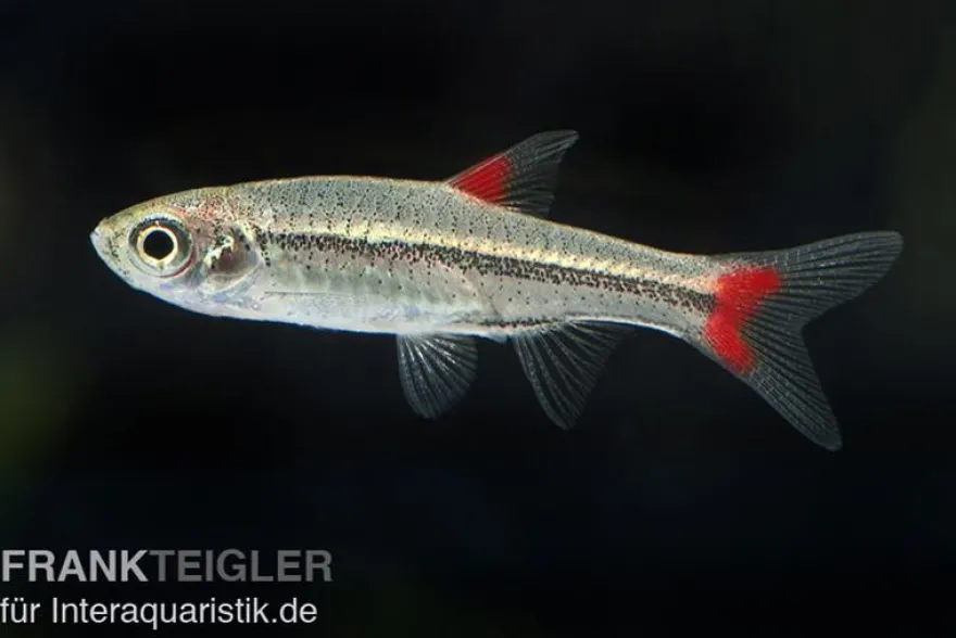 Rotflossen Zwergbärbling, Rasbora rubrodorsalis (Minifisch)
