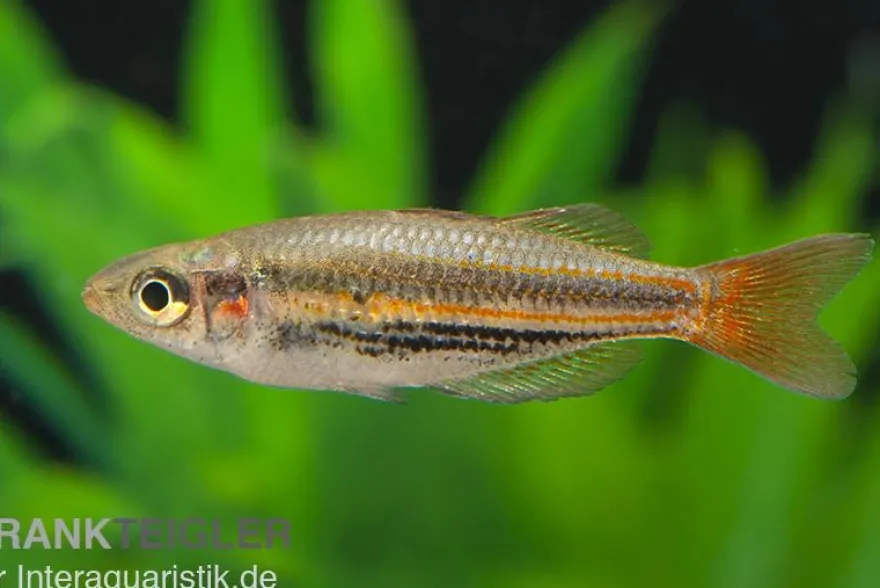 Rotgestreifter Regenbogenfisch, Melanotaenia splendida rubrostriata