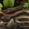 Rothals-Wassernatter, Rhapdophis subminiatus