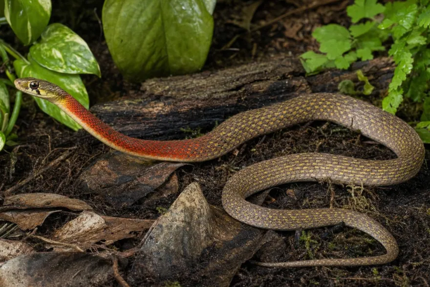 Rothals-Wassernatter, Rhapdophis subminiatus