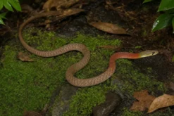 Rothals-Wassernatter, Rhapdophis subminiatus