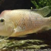 Rothauben-Erdfresser, Geophagus steindachneri