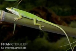 Rotkehlanolis, Anolis carolinensis, Ohne Geschlechtsauswahl