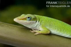 Rotkehlanolis, Anolis carolinensis, Ohne Geschlechtsauswahl