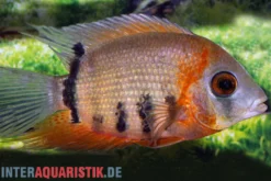 Rotkeil-Augenfleckbuntbarsch, Heros efasciatus