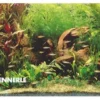Rotmäulchen-Bucht, 130 x 50 x 60 cm, Aquarienpflanzen-Set, Pflanzensortiment