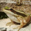 Rotohrfrosch, Hylarana erythraea