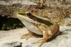 Rotohrfrosch, Hylarana erythraea