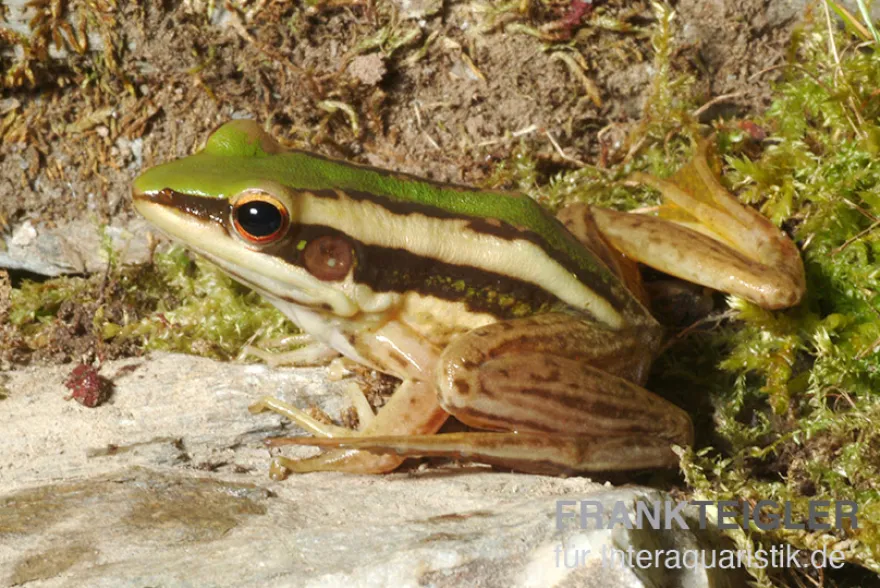 Rotohrfrosch, Hylarana erythraea