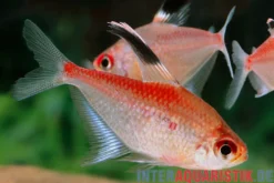 Rotrücken-Kirschflecksalmler, Hyphessobrycon pyrrhonotus