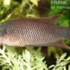 Rotrücken-Makropode, Macropodus erythropterus, 4-6 cm