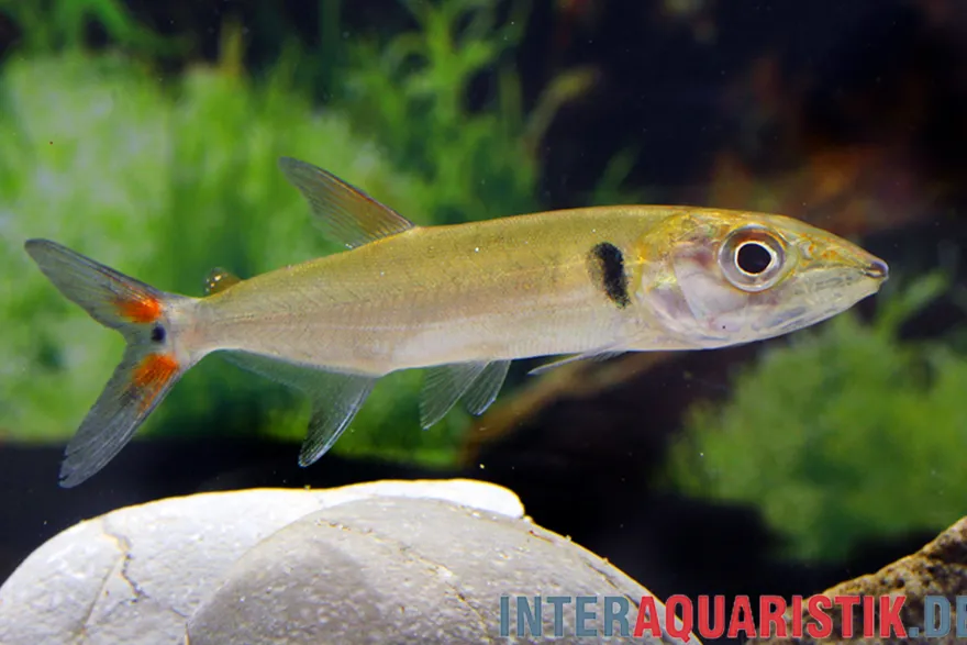 Rotschwanz-Barrakudasalmler, Acestrorhynchus falcatus, 14-16 cm
