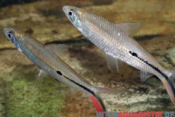 Rotschwanz-Federsalmler, Hemiodus gracilis, ca. 5 cm