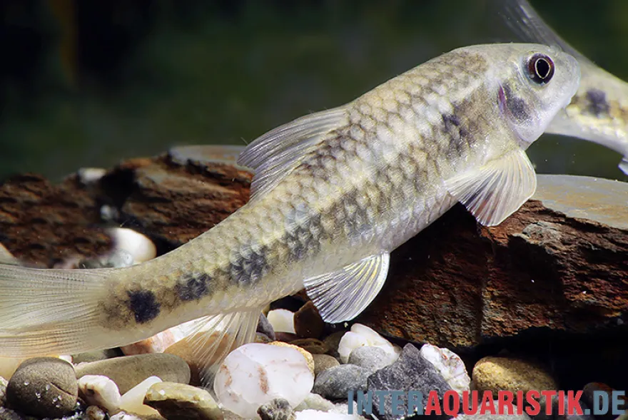 Rotschwanzgarra, Garra spilota, 4-6 cm