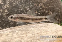 Rotschwanzgarra, Garra spilota, 4-6 cm