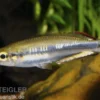 Rotschwanzährenfisch, Bedotia geayi