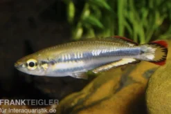 Rotschwanzährenfisch, Bedotia geayi