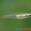 Rotschwanz-Reisfisch, Oryzias songkhramensis (Minifisch)