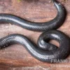 Rotschwanz-Walzenschlange, Cylindrophis ruffus