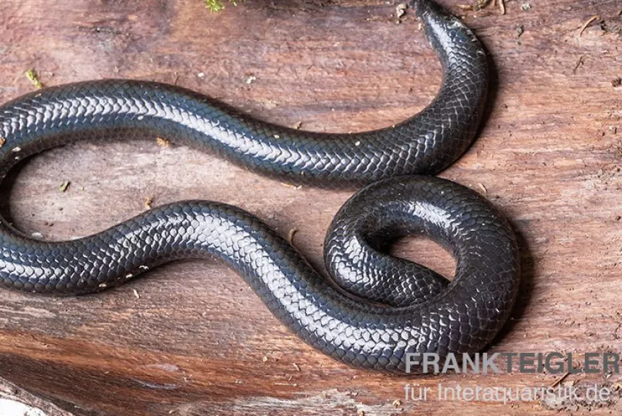 Rotschwanz-Walzenschlange, Cylindrophis ruffus