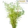 Rotstängelige Papageienfeder, Myriophyllum rubricaule, Bund