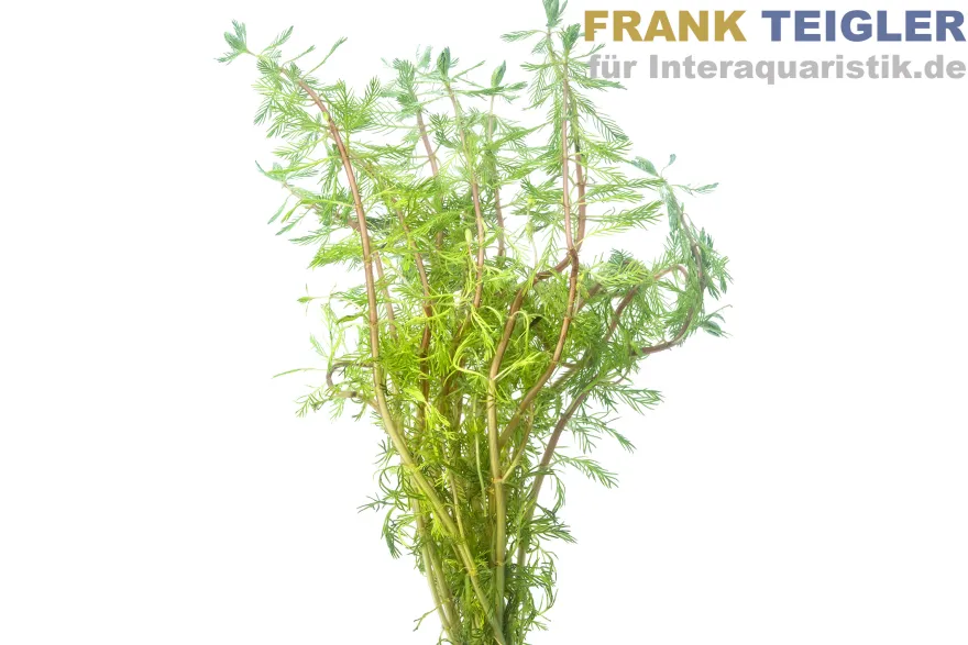 Rotstängelige Papageienfeder, Myriophyllum rubricaule, Bund