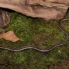 Rotstreifen-Bändernatter, Thamnophis proximus rubrilineatus