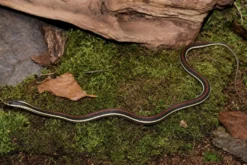 Rotstreifen-Bändernatter, Thamnophis proximus rubrilineatus