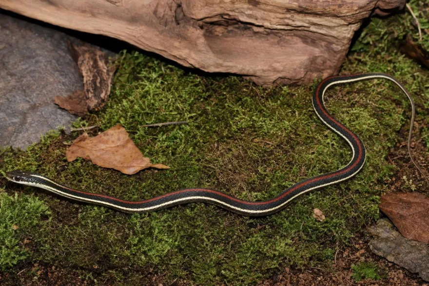 Rotstreifen-Bändernatter, Thamnophis proximus rubrilineatus